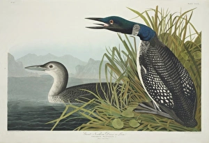 Great Northern Diver