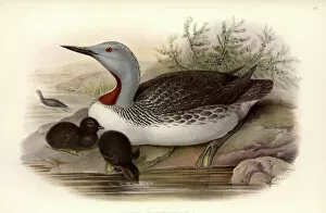 Gould Collection: Gavia stellata, red-throated diver