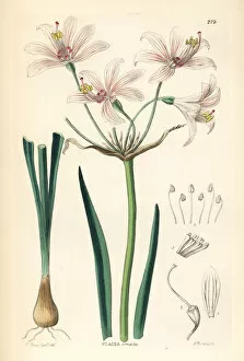 Amaryllis Gallery: Gay-flowered placea, Placea ornata