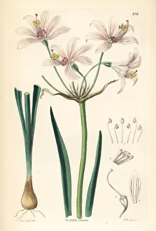 Ornamental Collection: Gay-flowered placea, Placea ornata
