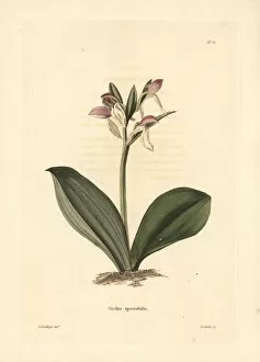 Loddiges Collection: Gay orchis, Galearis spectabilis