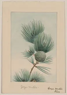 Gayo matsu pine