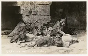 Gays Lion Farm, El Monte, California, USA