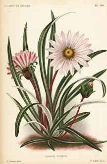 Subsp Prints: Gazania krebsiana subsp. serrulata