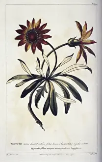 Compositae Prints: Gazania rigens, gazania