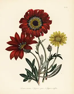 Humphreys Prints: Gazania species