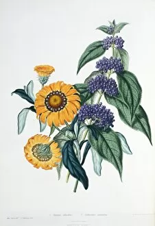 Lamiales Gallery: Gazania splendens, gazania and Callicarpa purpurea, purple b