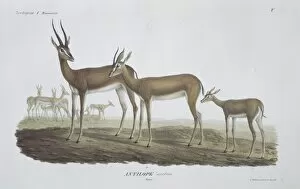 Antilopine Gallery: Gazella gazella, Arabian gazelle