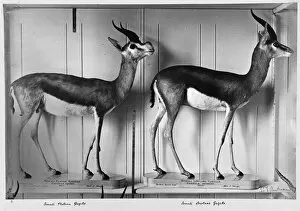 Artiodactyla Collection: Gazelles in Natural History Museum