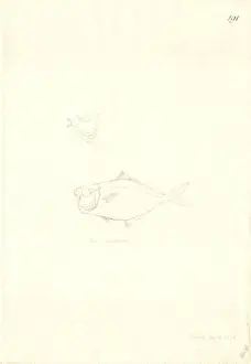 Perciform Prints: Gazza minuta, toothpony