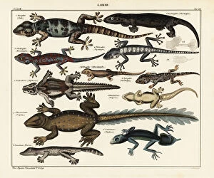 Species Collection: Gecko species