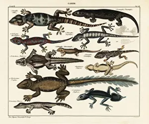Species Prints: Gecko species