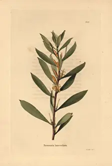 Lanceolata Prints: Geebung or snottygobby, Persoonia lanceolata
