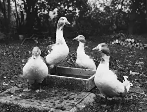 FOUR GEESE