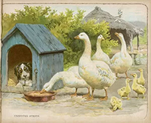 Anser Gallery: Geese and Dog