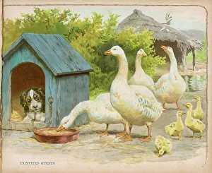 Anser Gallery: Geese and Dog