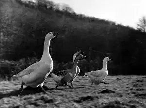 Geese in a field, West Country
