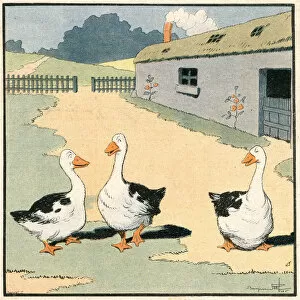 Anser Gallery: GEESE IN FRANCE