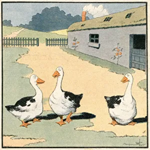 Images Dated 2nd July 2019: GEESE IN FRANCE