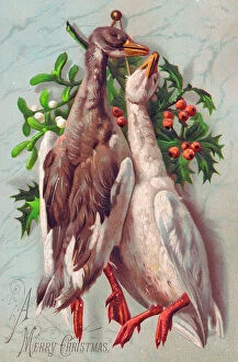 Geese Collection: Two geese with holly and mistletoe on a Christmas card