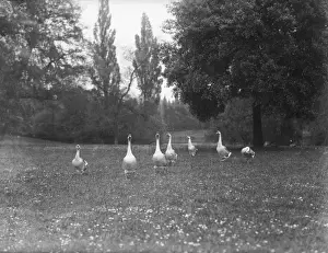 Geese in a Park