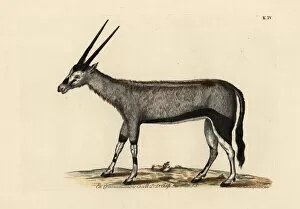 Naturae Collection: Gemsbok or gemsbuck, Oryx gazella