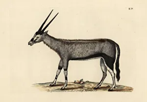 Antelope Gallery: Gemsbok or gemsbuck, Oryx gazella
