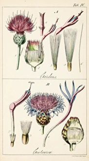 Images Dated 8th July 2014: Genera Carduus ( true thistle ) and Centaurea