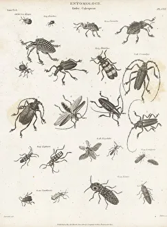 Enlightenment Prints: Genera of Coleoptera beetles