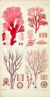 Four genera of sea-weed