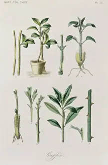 Grow Prints: General concepts of Horticulture Ornament