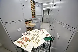 General Herbarium, Darwin Centre