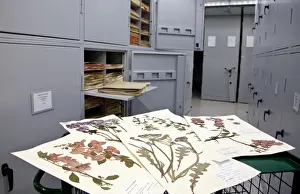 Herbarium Prints: General Herbarium, Darwin Centre