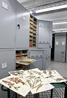General Herbarium, Darwin Centre