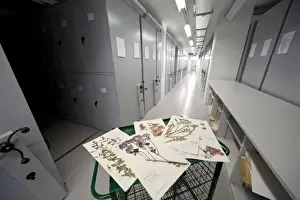 General Herbarium, Darwin Centre
