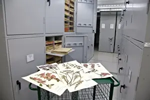 The General Herbarium, Darwin Centre