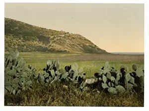 Carmel Prints: General view, Mount Carmel, Holy Land, (i. e. Israel)