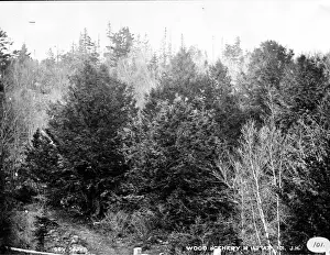 General view of woodland in Halifax 1873