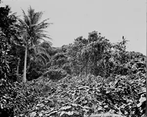 Tongatapu Prints: General view of woods at Tongataboo