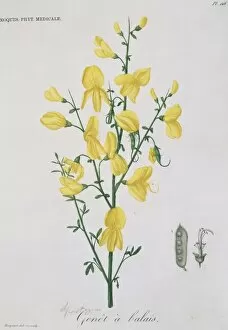 Genet Gallery: Genet a balais, yellow broom