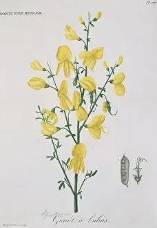 Civet Prints: Genet a balais, yellow broom