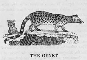 Civet Prints: Genet (Bewick)