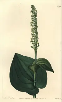 Gennaria diphylla