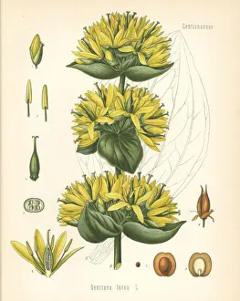 Gentian, Gentiana lutea