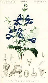 Louis Joseph Edouard Maubert Prints: Gentian sage or spreading sage, Salvia patens