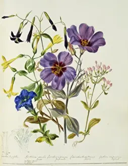 Gentianales Prints: Gentian sp. gentian