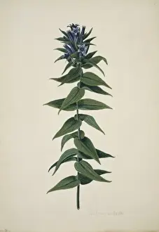 Gentianales Prints: Gentiana ascepiadea, willow gentian