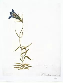 Alecto Gallery: Gentiana autumnalis, pine barrens gentian