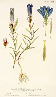 Marsh Prints: Gentiana Pneumonanthe