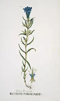 Gentianales Prints: Gentiana pneumonanthe, marsh gentian